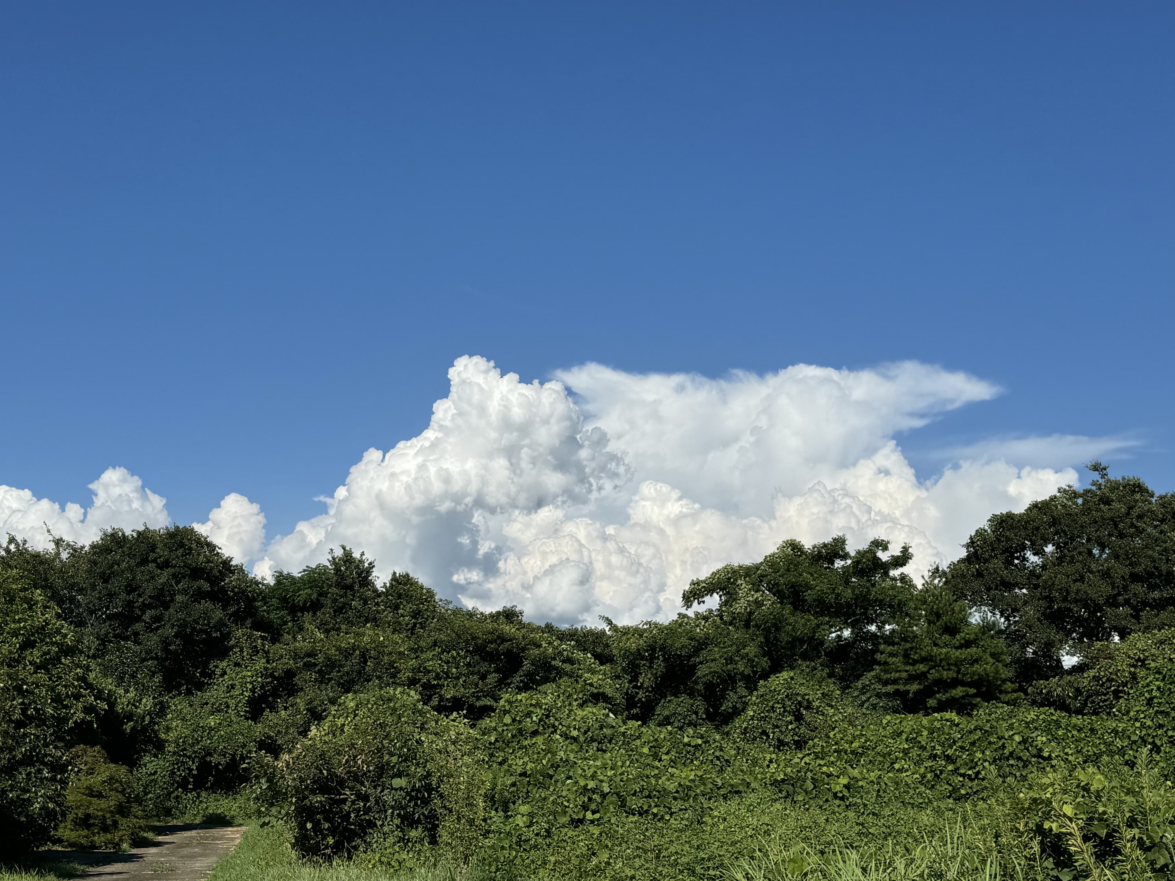 入道雲が空に伸びている画像